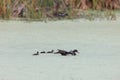 wood duck or Carolina duck (Aix sponsa)  Peaceful Waters Sanctuary Florida USA Royalty Free Stock Photo