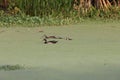 wood duck or Carolina duck (Aix sponsa)  Peaceful Waters Sanctuary Florida USA Royalty Free Stock Photo