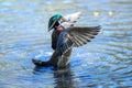 A wood duck male in blue water drying its wings