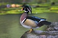 Wood Duck, Carolinaeend, Aix sponsa Royalty Free Stock Photo