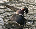 Wood duck Stock Photos. Picture. Image. Portrait. Duck with spread wings in the water background. Taking off. Multicolor