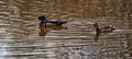 Wood duck couple at Laval Royalty Free Stock Photo