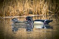 Wood duck couple in pond.