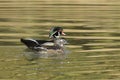 Wood duck couple swimming together. Royalty Free Stock Photo