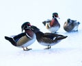 Wood Duck Couples Royalty Free Stock Photo