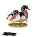 Wood Duck digital art illustration isolated on white. Carolina duck Aix sponsa species of perching found in North America. One of Royalty Free Stock Photo