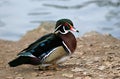 Wood_duck_drake Royalty Free Stock Photo