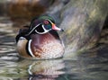 Wood Duck Drake Royalty Free Stock Photo