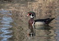 Wood Duck Drake in Pond Royalty Free Stock Photo