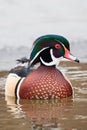 Wood Duck Drake Portrait, Montana Royalty Free Stock Photo