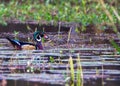 Wood Duck Drake in the Reeds Royalty Free Stock Photo