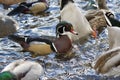 A wood duck drake surrounded by mallards bobbing for grain in the pond Royalty Free Stock Photo