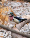 Wood Duck Royalty Free Stock Photo