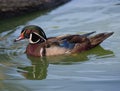 Wood duck drake Vertical Royalty Free Stock Photo