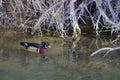 Wood duck drake Royalty Free Stock Photo