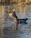 Wood Duck Drakes