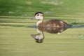 Wood Duck duckling, Aix sponsa, swimming on green water Royalty Free Stock Photo