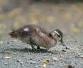 Wood duck duckling resting at lakeside Royalty Free Stock Photo