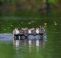 Wood duck duckling resting at lakeside Royalty Free Stock Photo