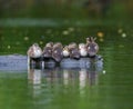 Wood duck duckling resting at lakeside Royalty Free Stock Photo