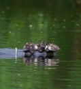 Wood duck duckling resting at lakeside Royalty Free Stock Photo