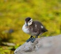 Wood duck duckling resting at lakeside Royalty Free Stock Photo