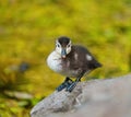 Wood duck duckling resting at lakeside Royalty Free Stock Photo