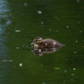 Wood duck duckling resting at lakeside Royalty Free Stock Photo