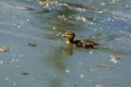 Wood duck duckling