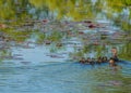 Wood Duck Ducklings