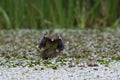 Wood Duck Family Royalty Free Stock Photo