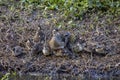 Wood Duck Family On A Shore Bank Royalty Free Stock Photo