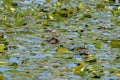 Wood duck family swimming across the marsh area. Royalty Free Stock Photo