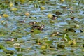 Wood duck family swimming across the marsh area. Royalty Free Stock Photo