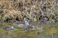 Wood Duck Family Swimming In A Lake Royalty Free Stock Photo