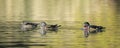 Wood duck family  swimming together in the water Royalty Free Stock Photo