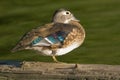 Wood Duck - Aix sponsa Royalty Free Stock Photo