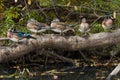 Wood Duck - Aix sponsa Royalty Free Stock Photo