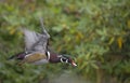 Wood duck in flight Royalty Free Stock Photo