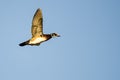 Wood Duck Flying in a Blue Sky Royalty Free Stock Photo