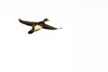 Wood Duck Flying on a White Background Royalty Free Stock Photo