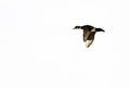 Wood Duck Flying on a White Background Royalty Free Stock Photo
