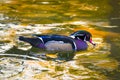 Wood Duck on Golden Pond Royalty Free Stock Photo