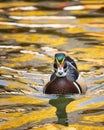 Wood Duck on Golden Pond Royalty Free Stock Photo