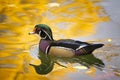 Wood Duck on Golden Pond Royalty Free Stock Photo