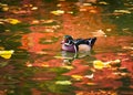 Wood Duck on Golden Pond Royalty Free Stock Photo