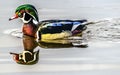 Wood Duck Juanita Bay Lake Washington Kirkland Washiington Royalty Free Stock Photo