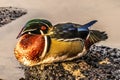 Wood Duck Juanita Bay Lake Washington Kirkland Washiington Royalty Free Stock Photo