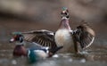 Wood Duck Landing In water Royalty Free Stock Photo