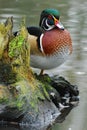 Wood-Duck on a log Royalty Free Stock Photo